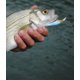 thumbnail image 4 of Accesorios de Pesca SSuperp 4 Piezas Cebo Artificial de 9 cm, 4 of 5