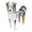 A, variant on BNNG Garden Flower Pot Dog Poodle Chihuahua Cute Animal Planters Flower Pot Dog Planter Storage Containers Dog Planters Pet Dog Storage Pots Animal Shaped Planter Pot Suitable for Pet Lover