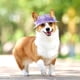 thumbnail image 3 of Sombrero de pescador con orificios para las orejas para perros y mascotas, gorra de béisbol ajustable para cachorros, sombrero de Sol para senderismo al aire libre, 3 of 4