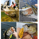 thumbnail image 4 of Señuelos de Pesca para Bajo Duro Realista BLOOSOM 8pcs, 4 of 4