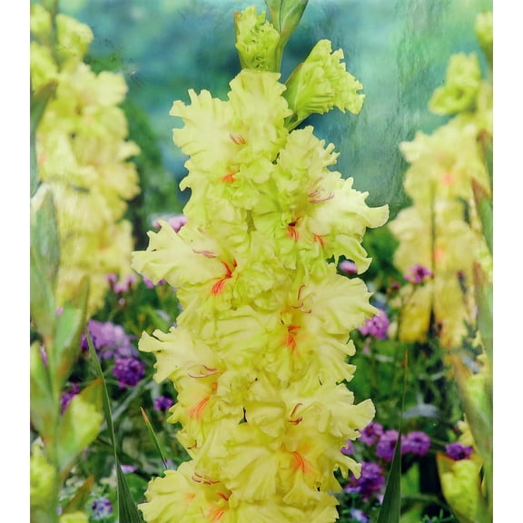 Burning Sunrays Gladiolus 10 Bulbs - 10/  cm - Yellow