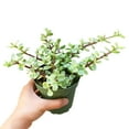 thumbnail image 6 of Elephant Bush Succulent (2"+ Clay Pot) - Tiny, Lovely, Easy to Care Succulent for Beginners - Live Healthy Succulent for Home Office - Best Trailing Indoor Plant, 6 of 7