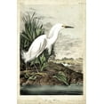 thumbnail image 2 of Audubon, John James 11x14 White Modern Wood Framed Museum Art Print Titled - Snowy Heron, 2 of 4