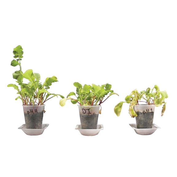 Innovating Science Acid Rain, Seed Germination and Growth Kit