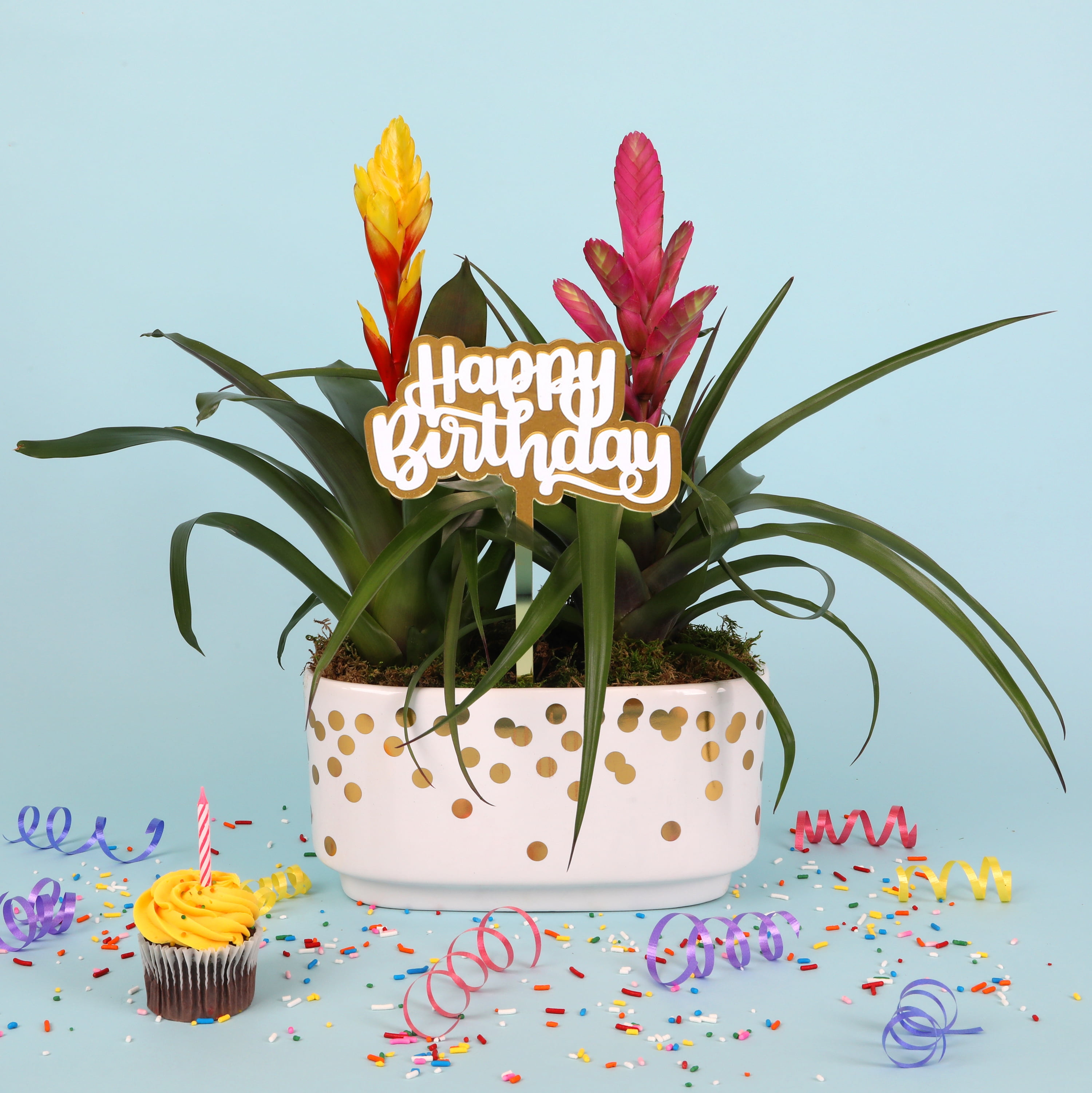 Green Circle Growers 10" Bromeliad Duo in White & Gold Dot Jan Pot – Happy Birthday Gift