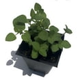 thumbnail image 2 of Oregano, Greek Plant, (Origanum vulgare) 2.5 inch pot, 2 of 6