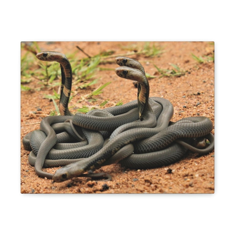 Cobra Couple Cobra Troop Print Animal Wall Art Wildlife Canvas Prints Wall Art Ready to Hang Unframed - Walmart.com