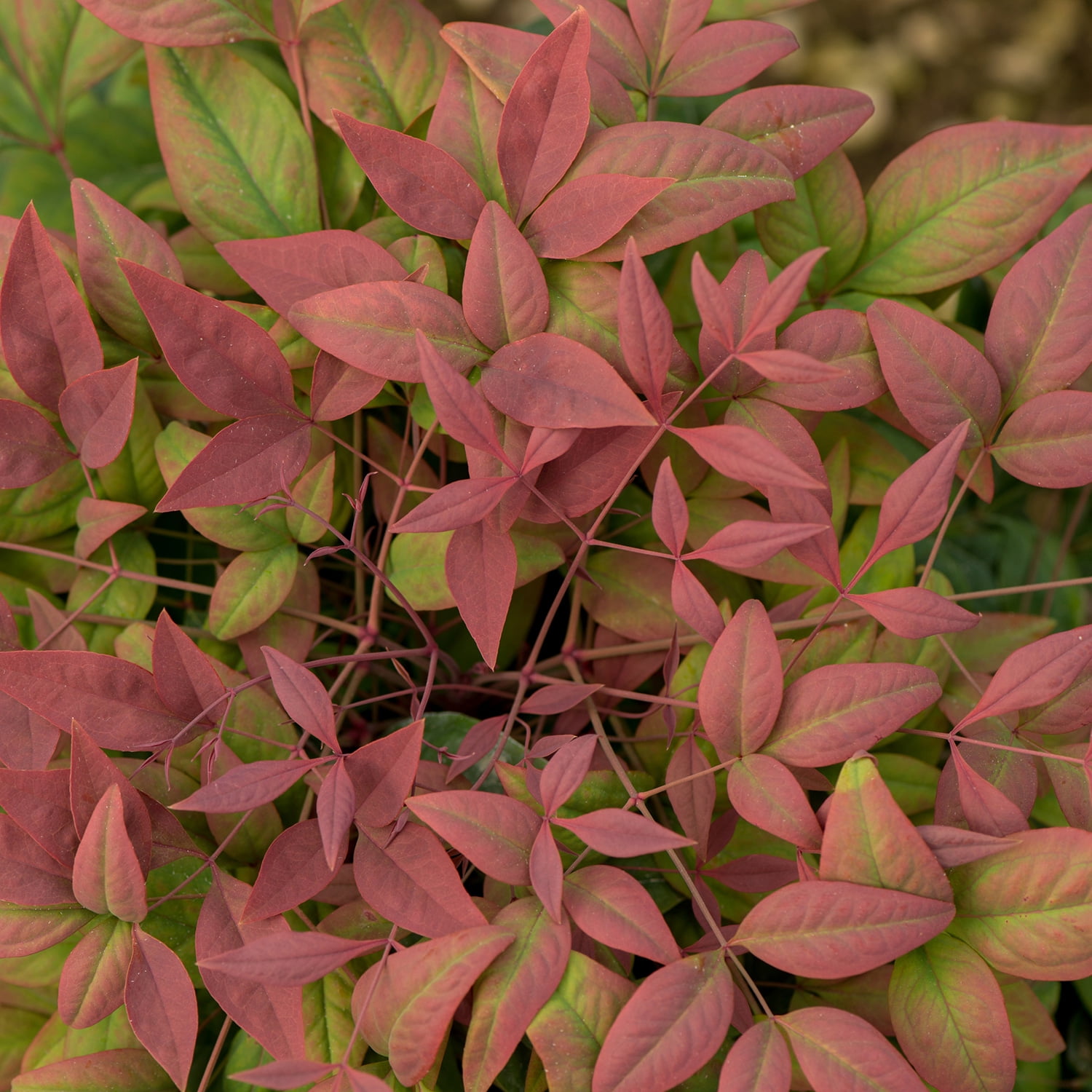 Southern Living Blush Pink Nandina Live Shrub in 2.5-Quart Grower Pot