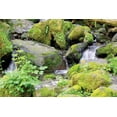 thumbnail image 2 of Johnson, George 14x11 White Modern Wood Framed Museum Art Print Titled - Lake Quinalt small falls, 2 of 4