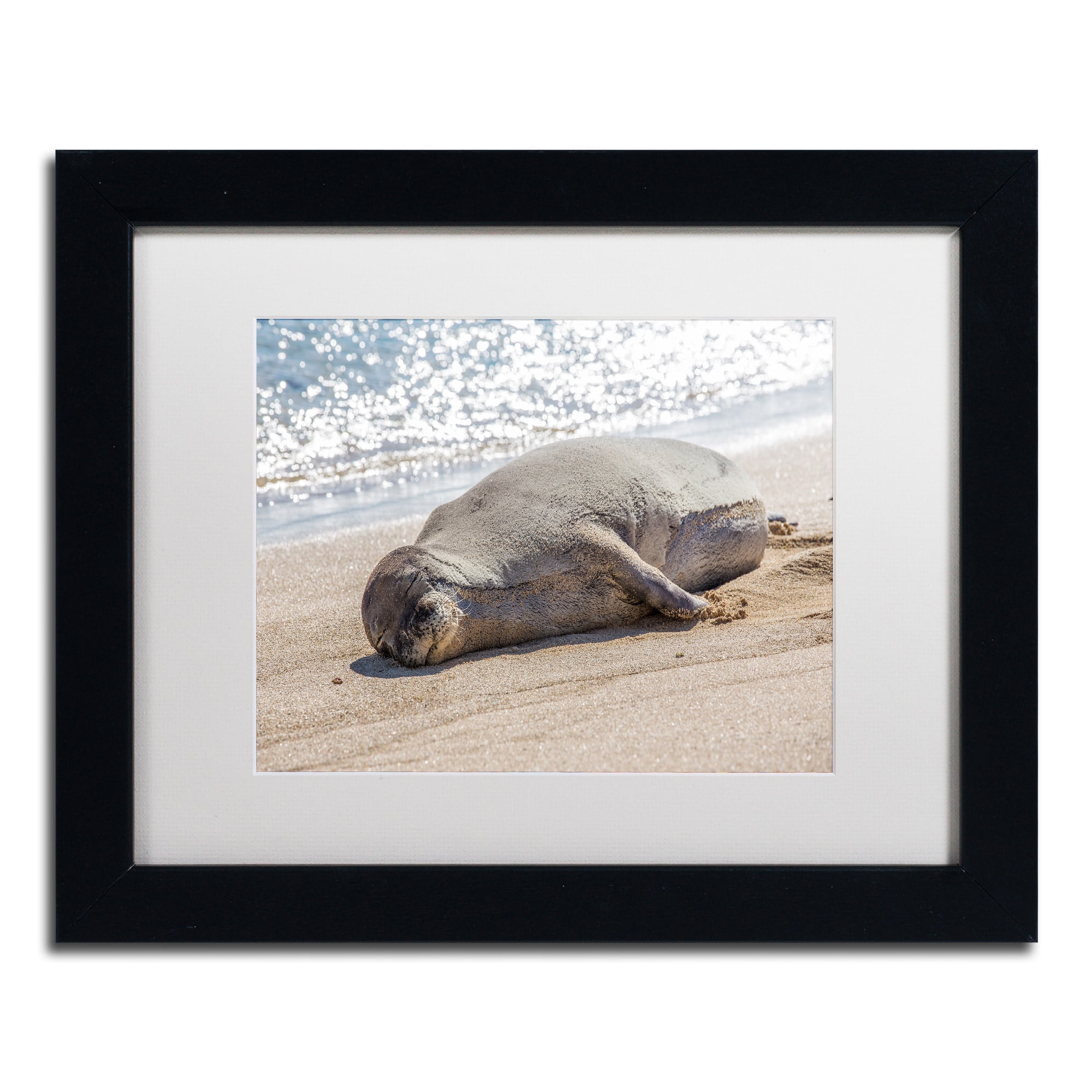 Trademark Fine Art 'Hawaiian Monk Seal' Canvas Art by Pierre Leclerc, White Matte, Black Frame