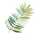 thumbnail image 3 of Robinson, Carol 12x12 Black Modern Framed Museum Art Print Titled - Palm Frond II, 3 of 5