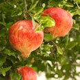 thumbnail image 3 of Parfianka Pomegranate Tree – 1 Gallon Potted Fruit Tree with Sweet-Tart Red Pomegranates, 3 of 5