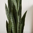 thumbnail image 3 of Nearly Natural Plasitc 51" Sansevieria Artificial Plant in White Planter, Green, 3 of 3