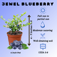 thumbnail image 3 of Pack 2 Blueberry Bushes Plant, Fruit Tree Live Blueberry Plant, 4-7 inches Tall, 4 inch Pot for Growing, 3 of 5