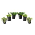 thumbnail image 1 of 6 plants variés de couvre-sol, pot de 3,8 L (1 gal), 1 of 7