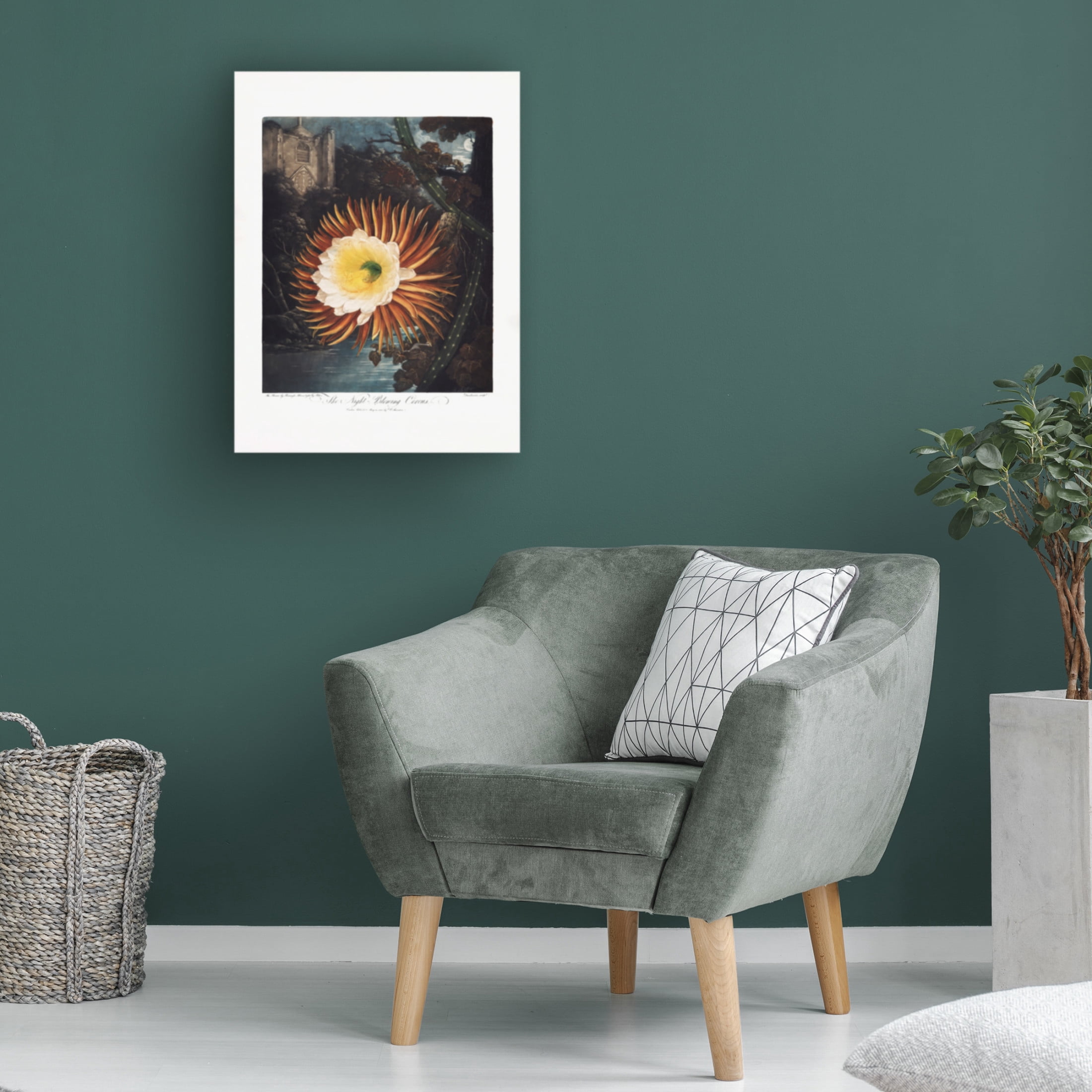 Trademark Fine Art Pictufy  The NightaBlowing Cereus from The Temple of Flora 1807 Canvas Wall Art