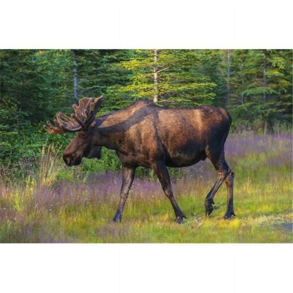 Bull Moose in Velvet Kincaid Park Anchorage Southcentral Alaska Summer Poster Print by Michael Jones - 18 x 12
