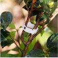 thumbnail image 5 of Paquete de 100 Clips de fijación para plantas de jardín, atar plantas, cordel, jaulas enrejadas, herramientas de injerto de verduras para cultivo, 5 of 5