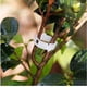 thumbnail image 5 of 100 paquetes de pinzas para plantas de jardín, atar plantas, enrejados de enredadera con hilo, herramientas de injerto de verduras para cultivar, 5 of 5