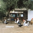 thumbnail image 4 of unbranded 2Ud De Alimentación Para Pollos Anti Salpicaduras Con Material Duradero, 4 of 7