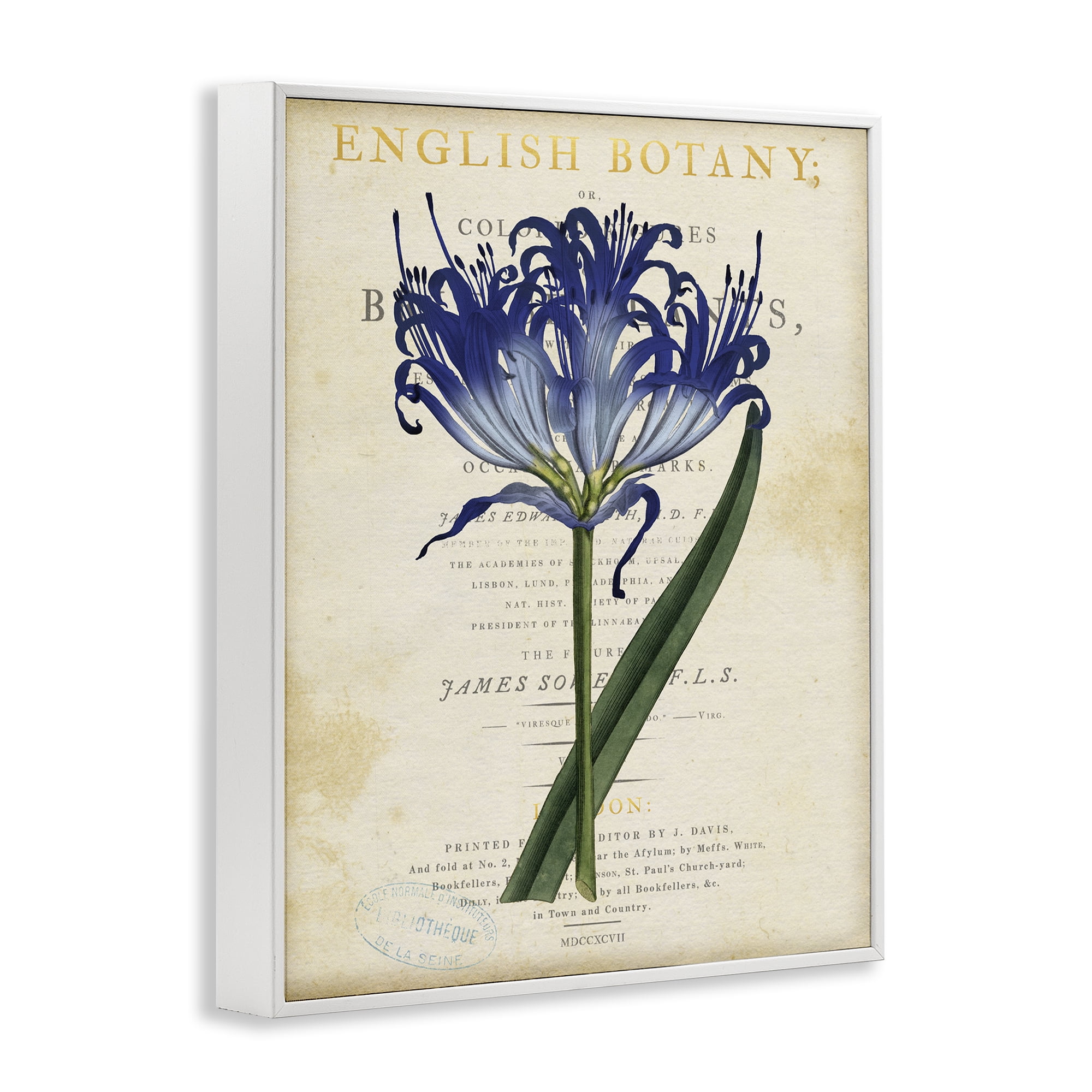 Stupell Industries English Botany Blue Floral White Framed Giclee Art, design by Susan Arnot