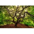 thumbnail image 2 of Jaynes Gallery 32x23 Black Ornate Wood Framed with Double Matting Museum Art Print Titled - USA-Washington-Seattle-Japanese maple tree with twisted branches, 2 of 4
