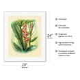 thumbnail image 2 of Heliconia - Color Book Plate from - In An Old Hawaiian Garden - Vintage Hawaiian Airbrush Art by Ted Mundorff c.1947 - Fine Art Rolled Canvas Print (Unframed) 16in x 20in, 2 of 4