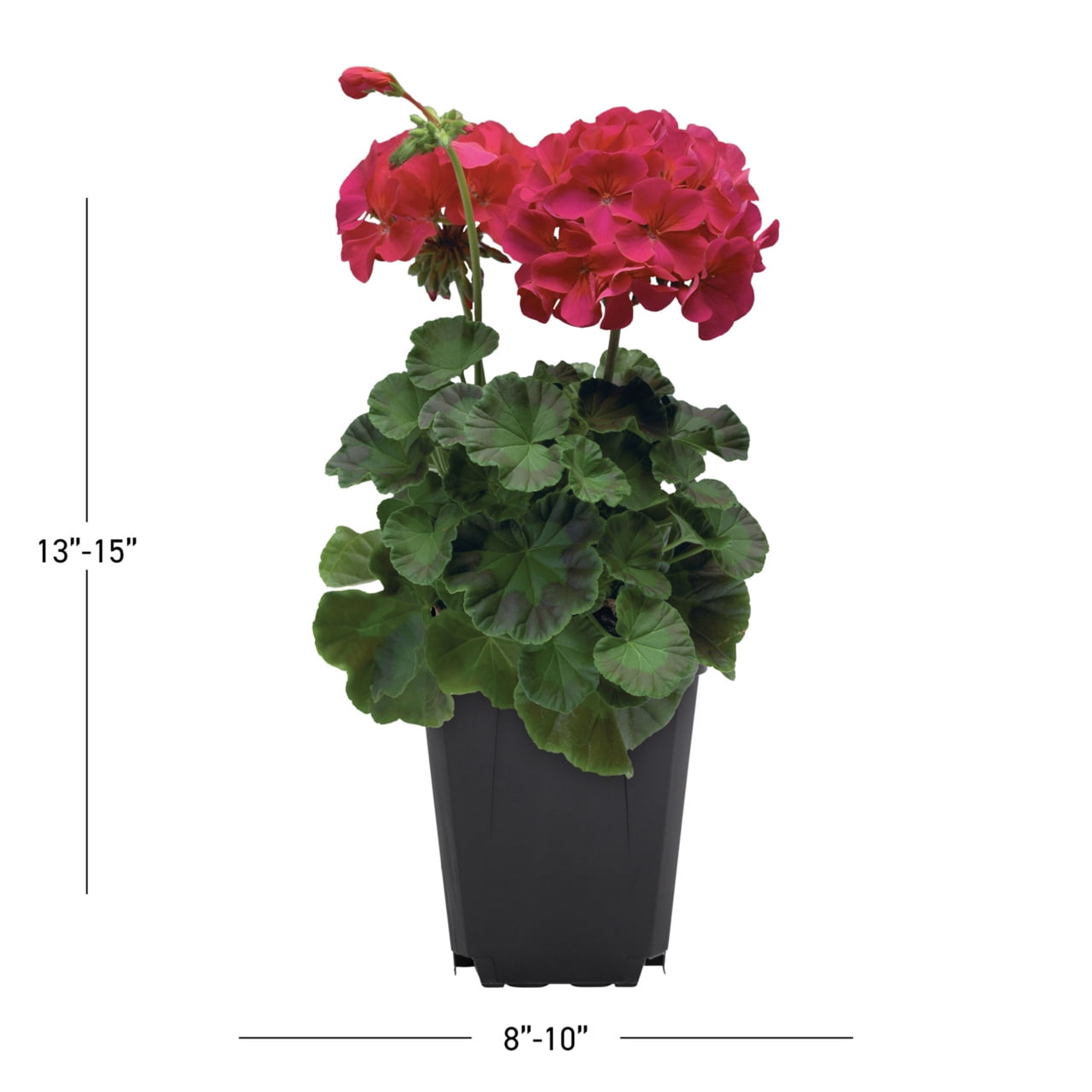 Expert Gardener 1PT Purple Geranium Live Annual Plant Sun 6-Pack