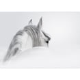 thumbnail image 2 of wall26 - Gray Andalusian Horse in a Mist - Removable Wall Mural | Self-Adhesive Large Wallpaper - 66x96 inches, 2 of 6
