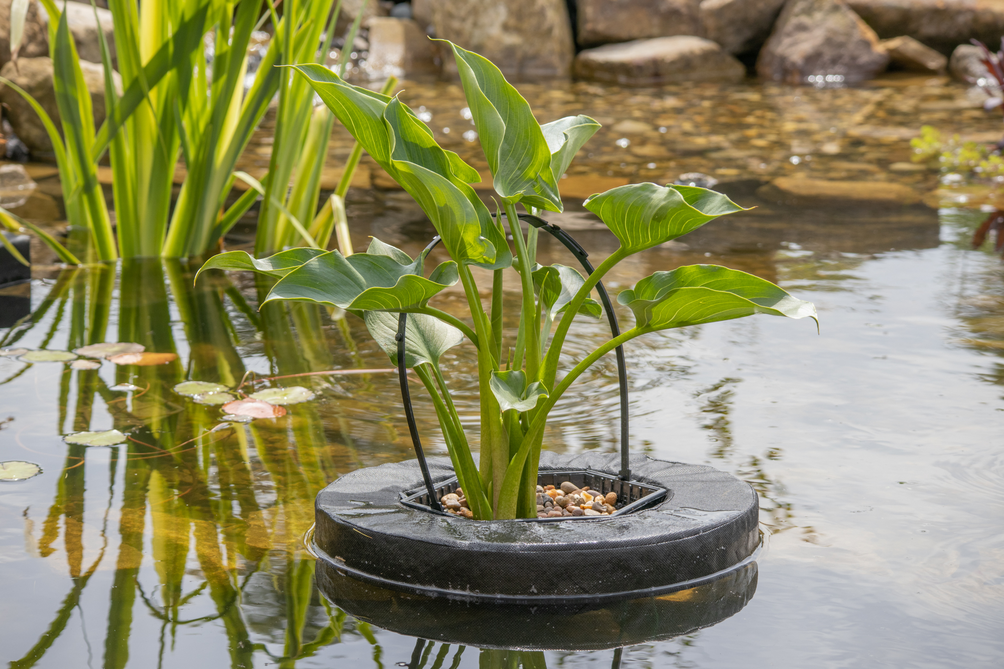 PondH2o Floating Aquatic Water Garden Pond Planter Basket, 10 Inch Round Fabric Floatable Flower Plant Pot Aquaponics, Hydroponics