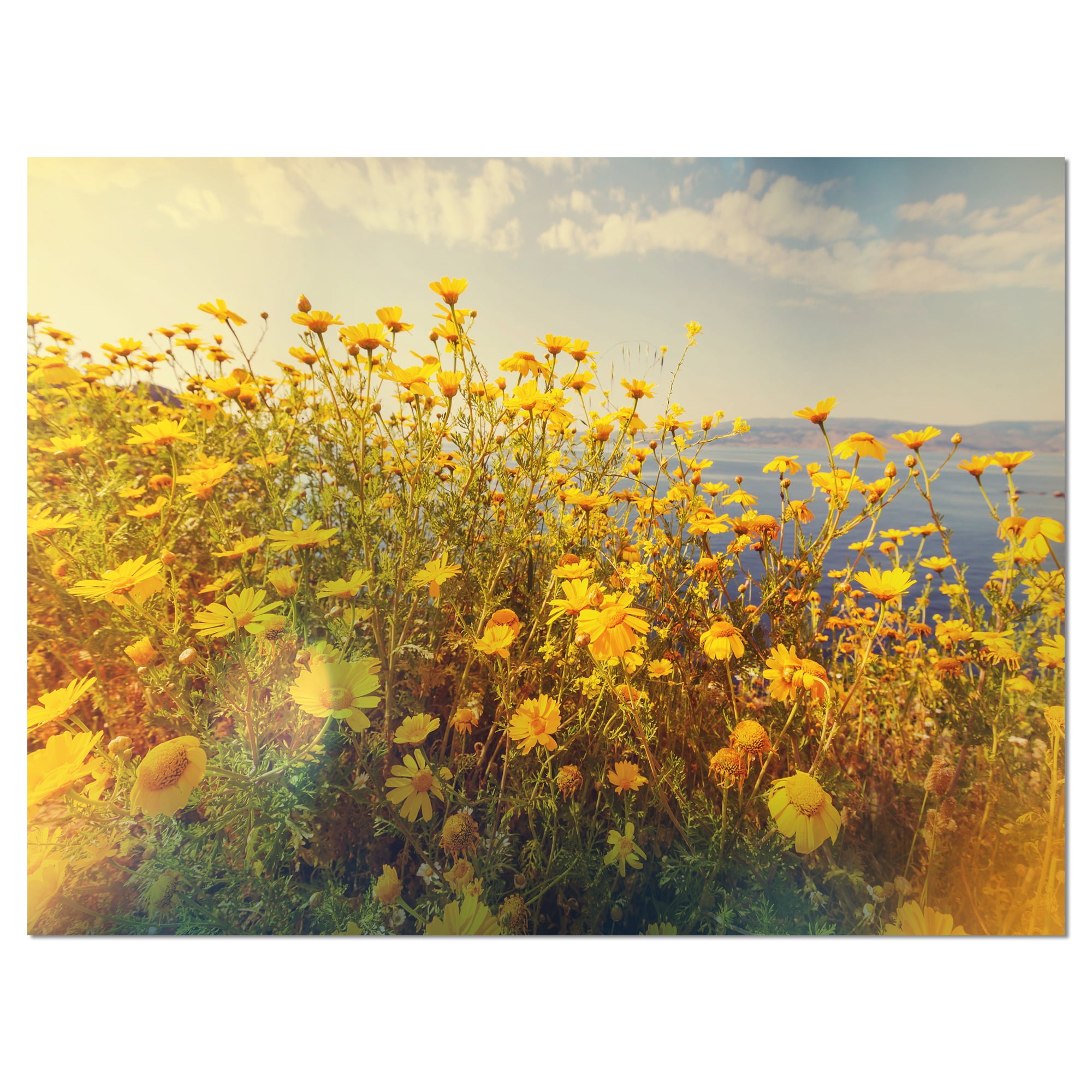 Wild Yellow Flowers Meadow Floral Canvas Art Print