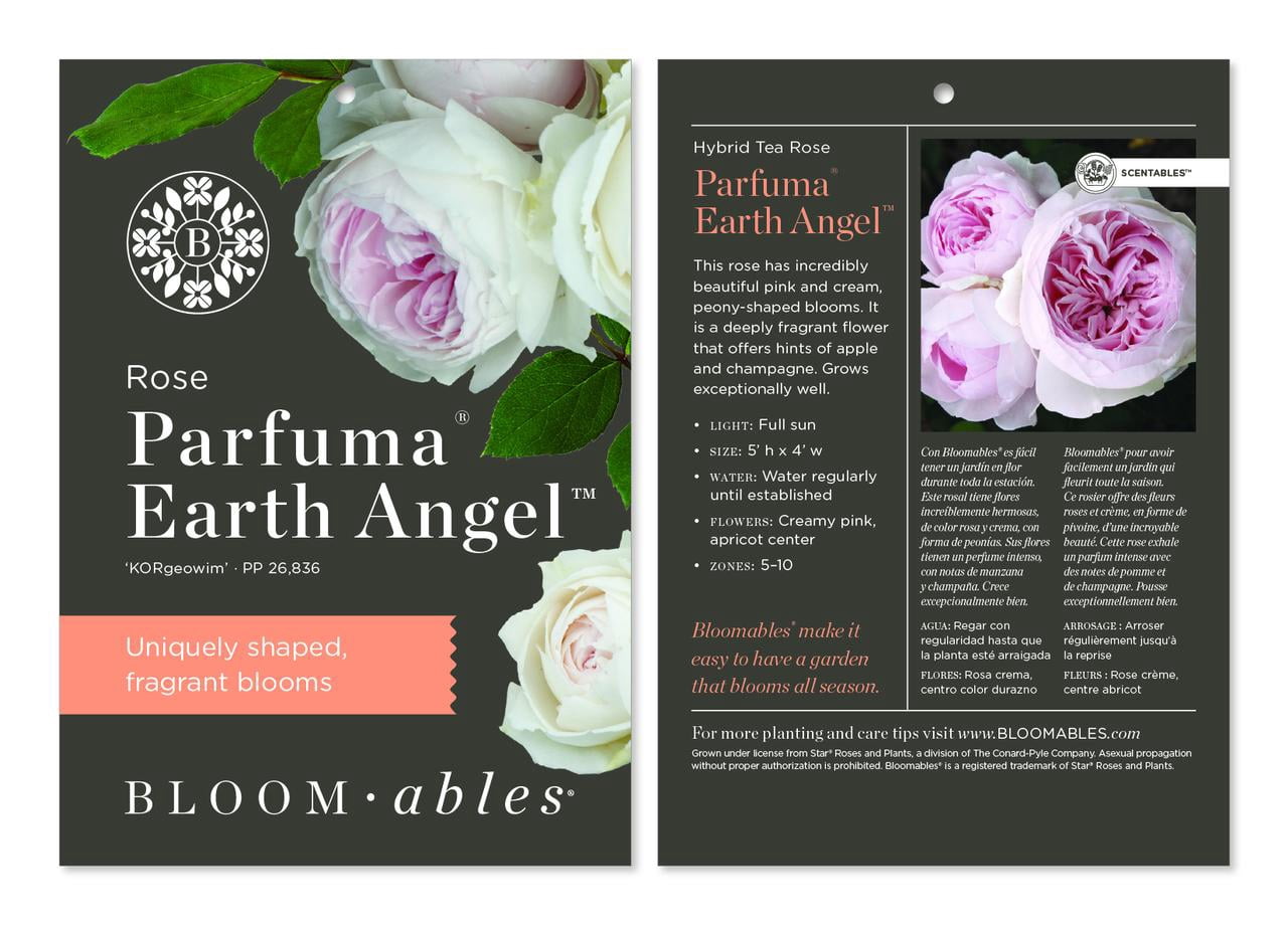 Bloomables Scentables™ Parfuma® Earth Angel™ Hybrid Tea Rose Pink Blooms Live Plant (2-Pack)
