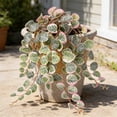 thumbnail image 6 of Sulaicai Faux Hanging Plants Indoor -18.5'' Artificial String of Heart Plants, Faux Draping Vine Plants for Home Office Garden Hanging Decor, 6 of 6