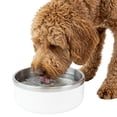 thumbnail image 2 of One Paw , Grand Bol pour Chien en Acier Inoxydable à Double Paroi, 2.1L (71 oz), 2 of 12