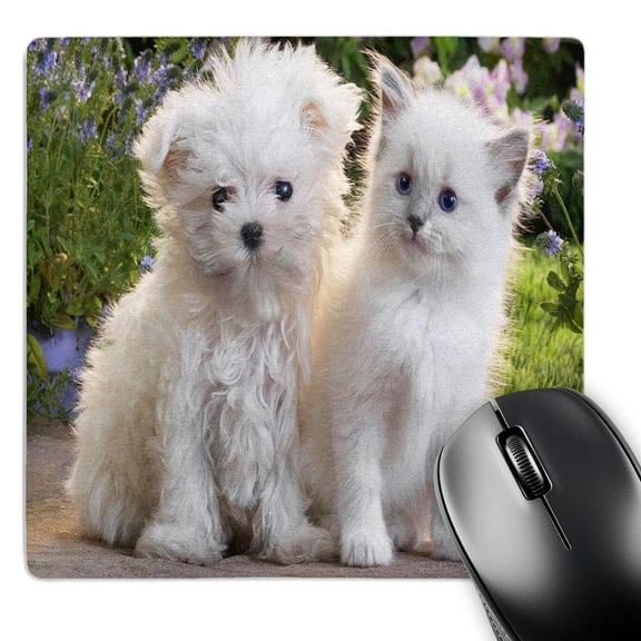 3dRose, Adorable White Puppy n White Kitten, MousePad