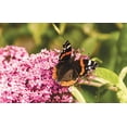 thumbnail image 2 of Pollinators Welcome, 2 of 10