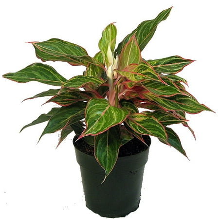 Sparkling Sarah Chinese Evergreen Plant  Aglaonema 