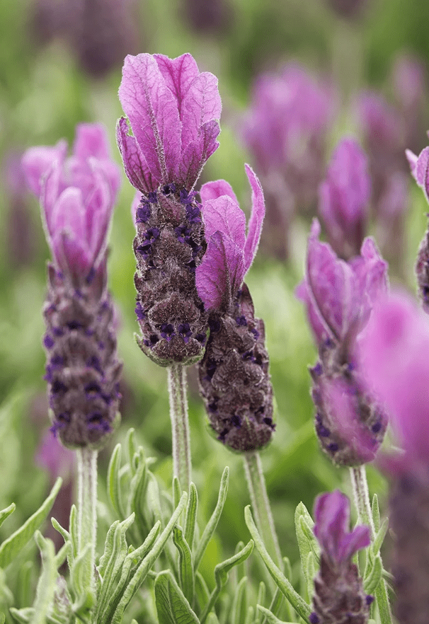 Set 2 Lavender Spanish Plants Live, Fragrant Lavender Flowering Herb for Indoor Outdoor Planting, 4-8 Inch Tall, Ready to Grow