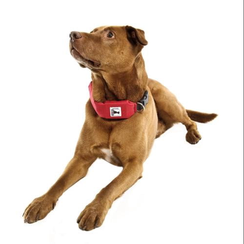 rad dog release n run dog leash and collar