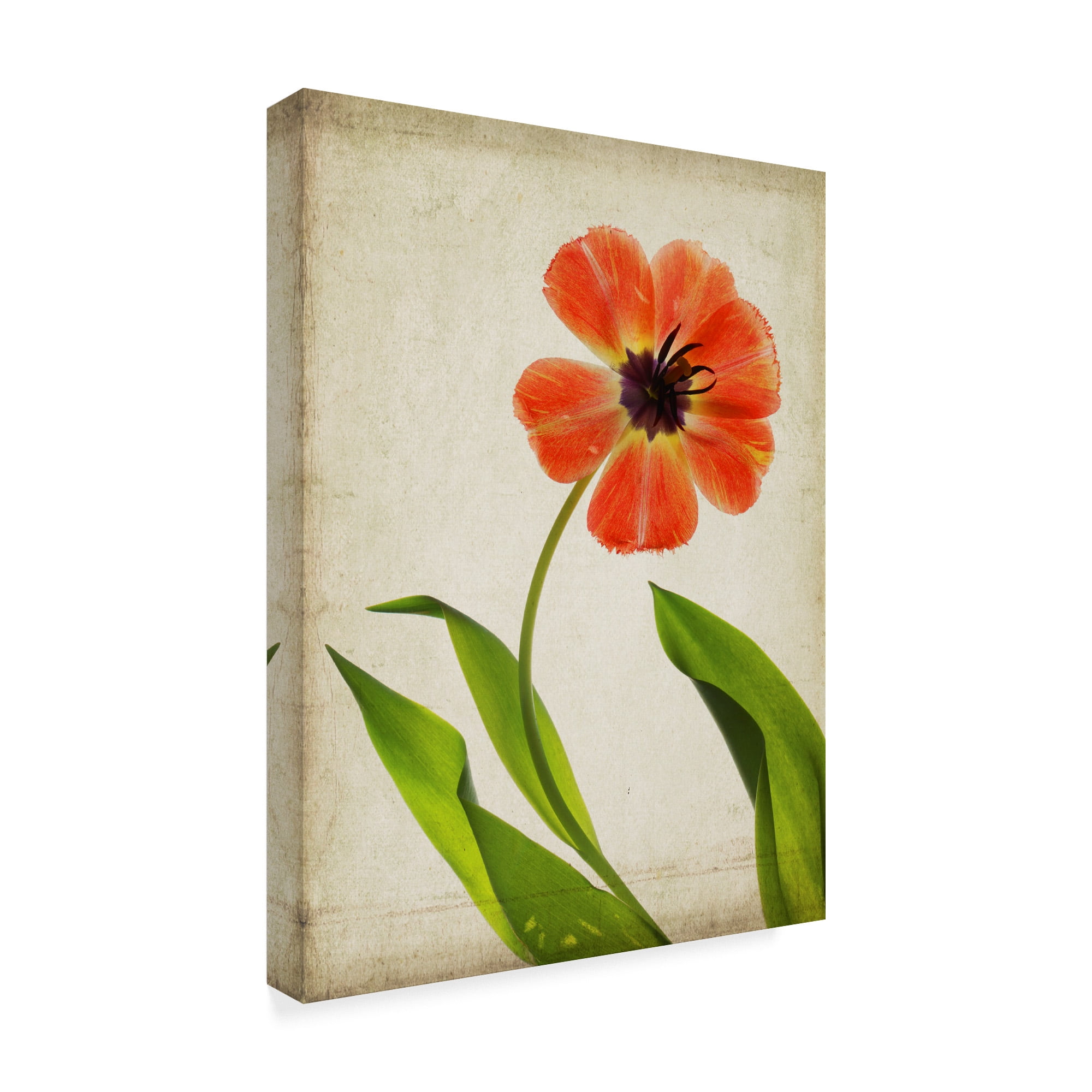 Trademark Fine Art 'Parchment Flowers V' Canvas Art by Judy Stalus