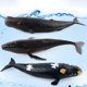 thumbnail image 5 of FELTECHELECTR Modelo de ballena franca, modelo de vida marina, relleno de algodón, juguete de ballena franca falsa, divertido modelo educativo, juguete para niños, 5 of 6
