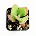 thumbnail image 3 of Kalanchoe Daigremontiana 'Mother of Thousands' Succulent Live Plant 2 Inch for Indoor Outdoor Home Office Garden Decor, 3 of 6