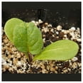 thumbnail image 5 of Everwilde Farms - 75 Cup Plant Native Wildflower Seeds - Gold Vault Jumbo Bulk Seed Packet, 5 of 5