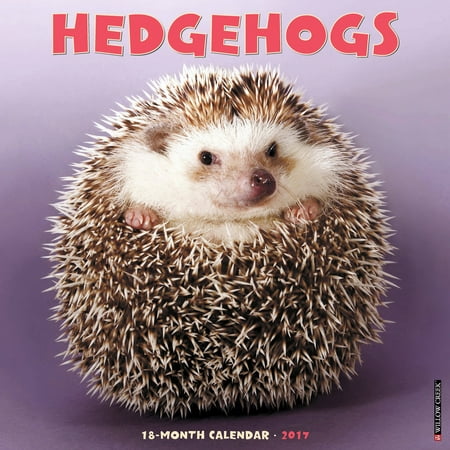 2017 Hedgehogs Wall Calendar Walmart Com