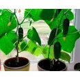 thumbnail image 1 of GSDWIUEW Seeds Indoor Cucumber Self-pollinated Vegetable, 1 of 8