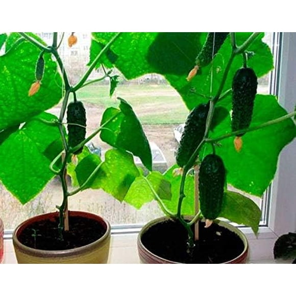 GSDWIUEW Seeds Indoor Cucumber Self-pollinated Vegetable
