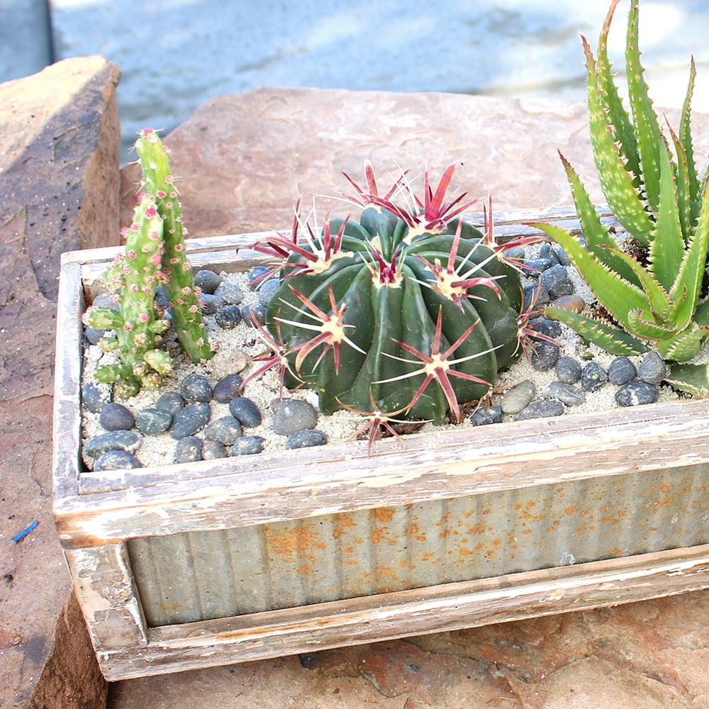 Element 3.5IN Live Cacti Plants Assorted Varieties
