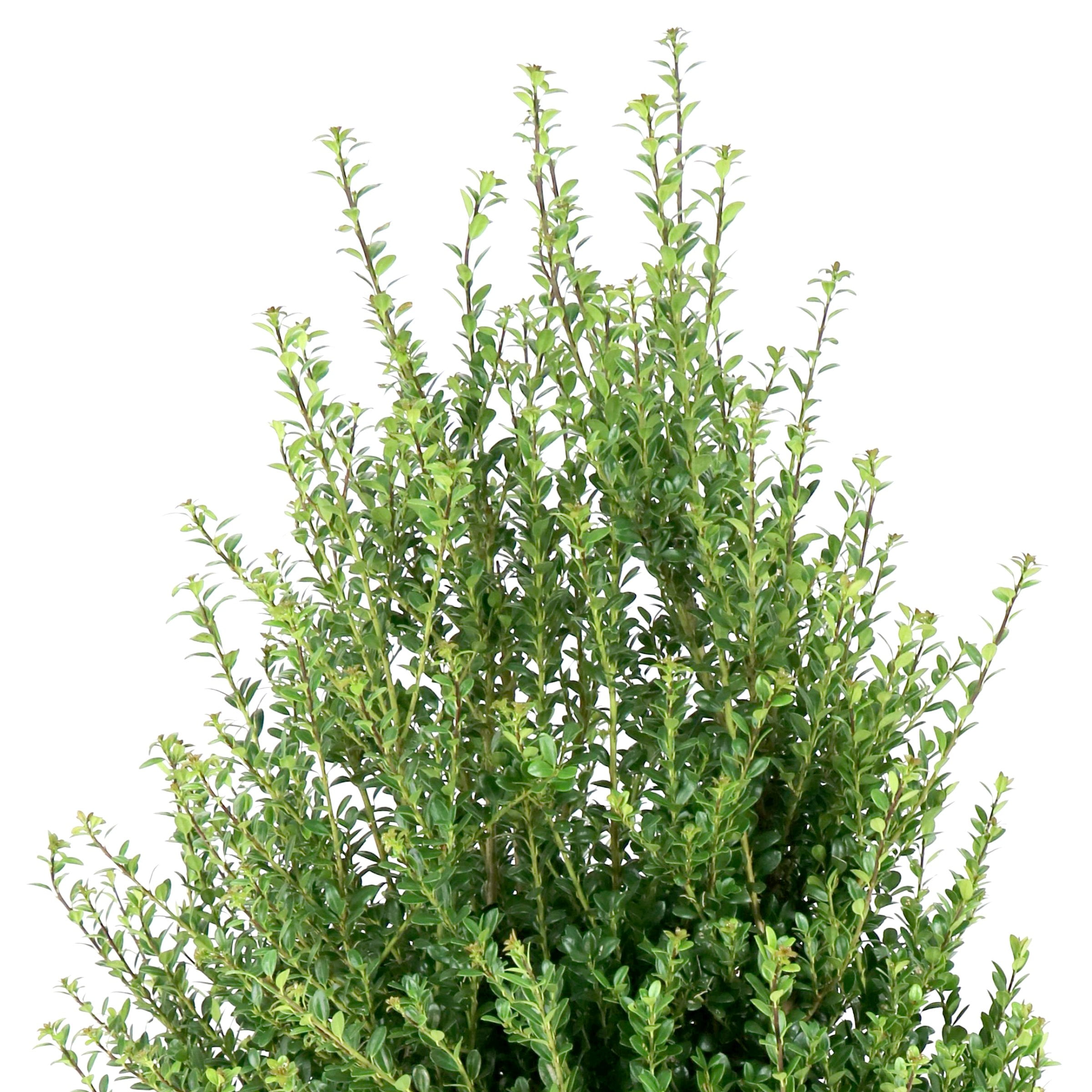 National Plant Network 3 gal. Ilex Steeds (Pyramid)