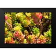 thumbnail image 2 of Coppel, Anna 24x17 Black Modern Framed Museum Art Print Titled - Down Under Flowers, 2 of 5
