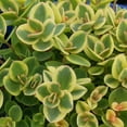 thumbnail image 3 of Better Homes and Gardens Outdoor Live Plant Sedum Stonecrop Sunsparkler Lime Twister Lime Green 1QT, Full Sun, 3 of 5